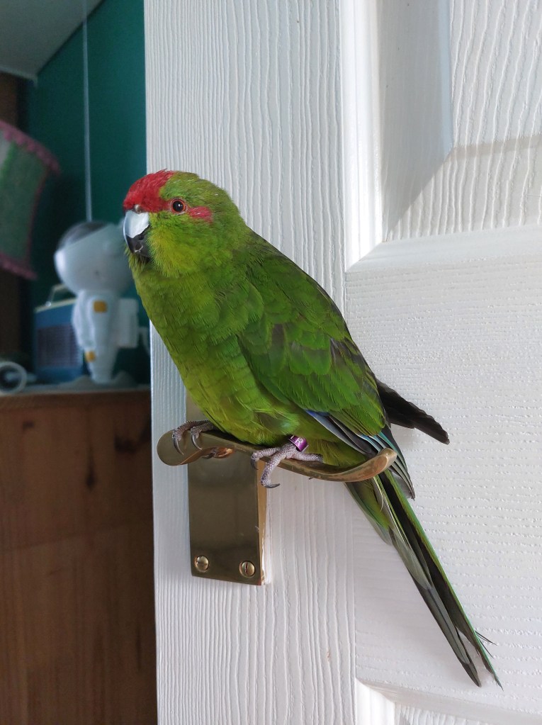 Maya the kakariki standing on a door handle