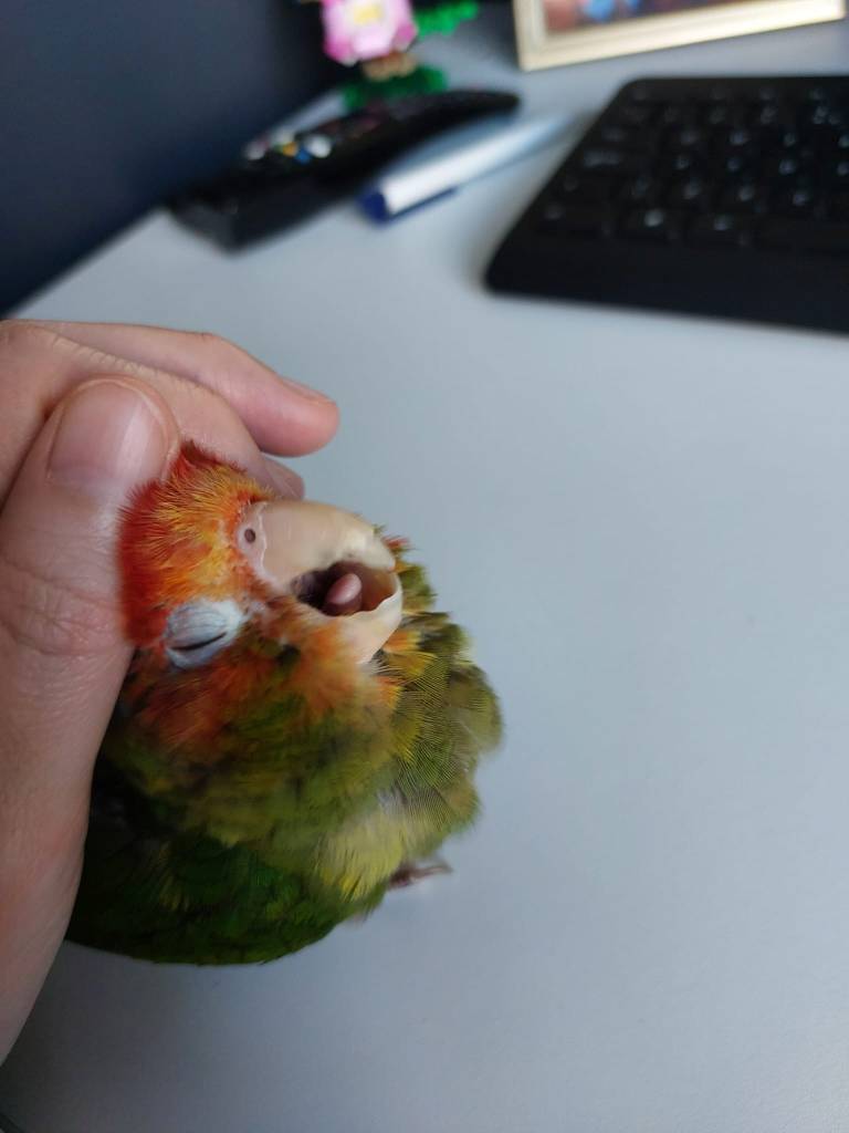 Photo of Rocco scritches