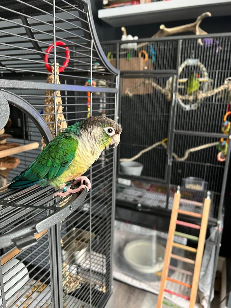 Photo of Darwin and the guest cage