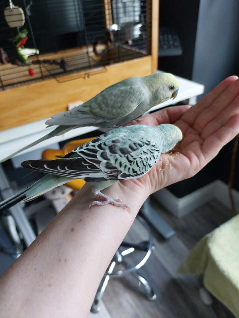 Photo of Basil and Manuel eating millet