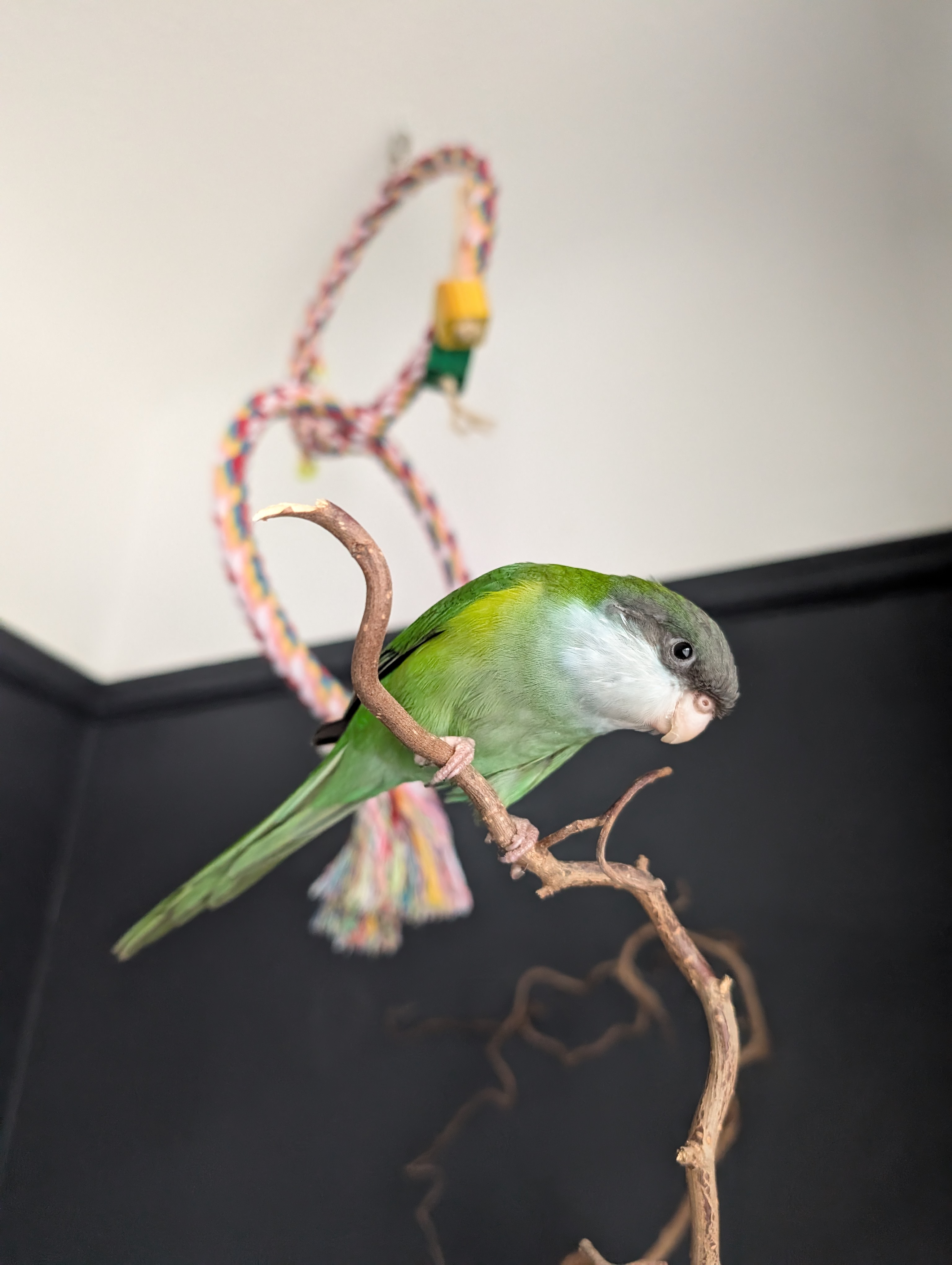 Photo of Timmy, our sierra parakeet, posing on his favourite branch